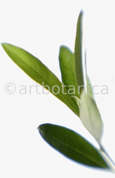 Olive-Olea-europaea-3