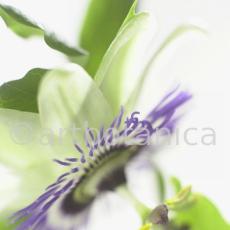 Passionsblume-Passiflora-incarnata-48