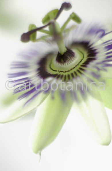 Passionsblume-Passiflora-incarnata-45
