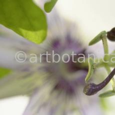 Passionsblume-Passiflora-incarnata-22