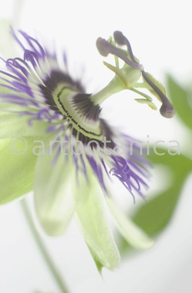 Passionsblume-Passiflora-incarnata-64