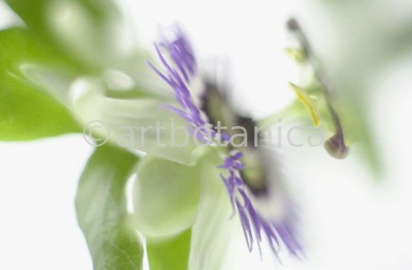 Passionsblume-Passiflora-incarnata-74