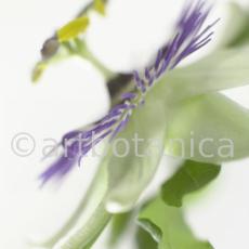 Passionsblume-Passiflora-incarnata-88