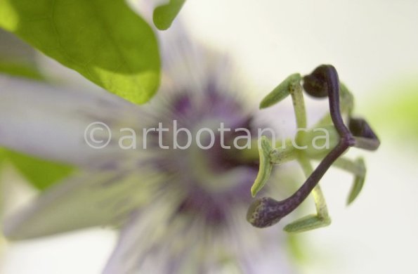 Passionsblume-Passiflora-incarnata-22