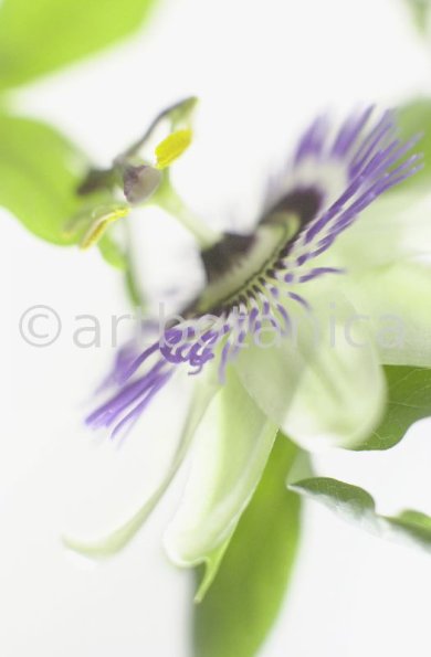 Passionsblume-Passiflora-incarnata-89