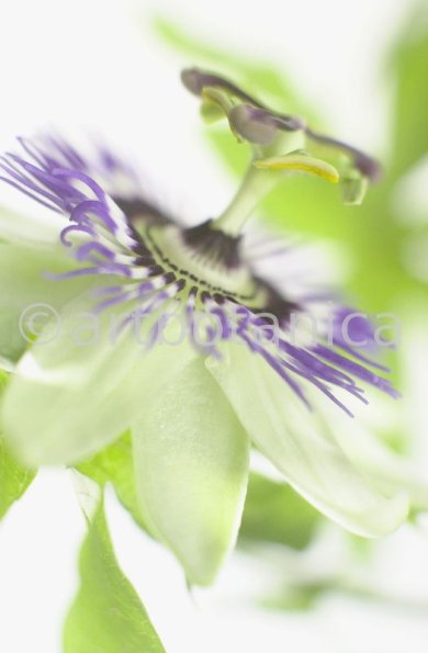 Passionsblume-Passiflora-incarnata-4