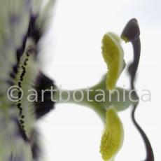 Passionsblume-Passiflora-incarnata-38