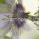 Passionsblume-Passiflora incarnata