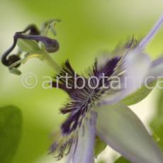 Passionsblume-Passiflora-incarnata-31