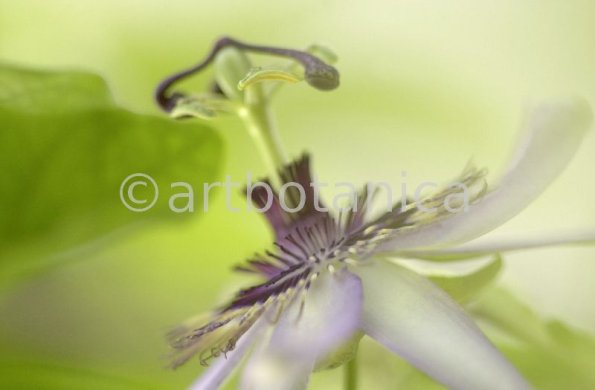 Passionsblume-Passiflora-incarnata-10