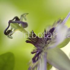 Passionsblume-Passiflora-incarnata-32