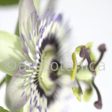 Passionsblume-Passiflora-incarnata-41