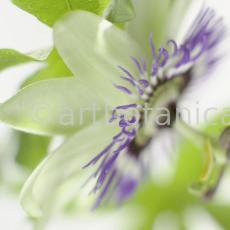 Passionsblume-Passiflora-incarnata-47