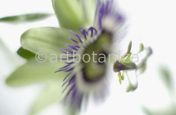 Passionsblume-Passiflora-incarnata-69
