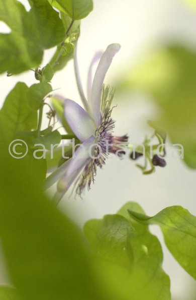 Passionsblume-Passiflora-incarnata-19