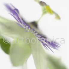 Passionsblume-Passiflora-incarnata-83