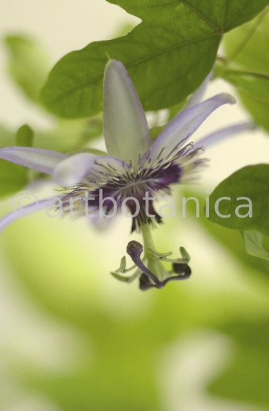 Passionsblume-Passiflora-incarnata-33