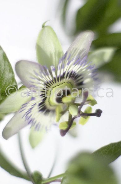 Passionsblume-Passiflora-incarnata-35