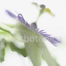 Passionsblume-Passiflora-incarnata-76