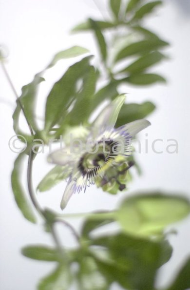 Passionsblume-Passiflora-incarnata-40