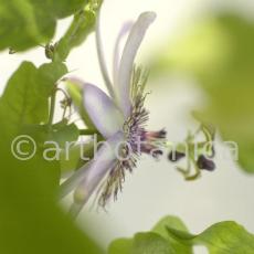 Passionsblume-Passiflora-incarnata-19