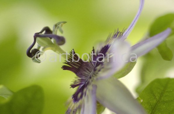 Passionsblume-Passiflora-incarnata-32