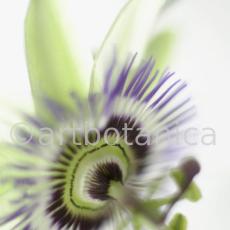Passionsblume-Passiflora-incarnata-1