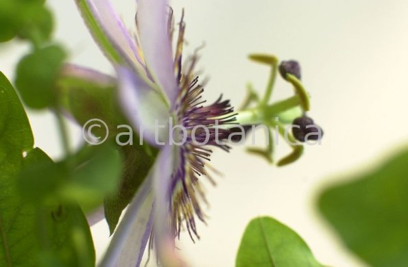 Passionsblume-Passiflora-incarnata-17