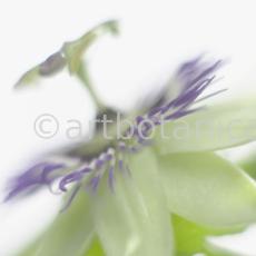 Passionsblume-Passiflora-incarnata-77