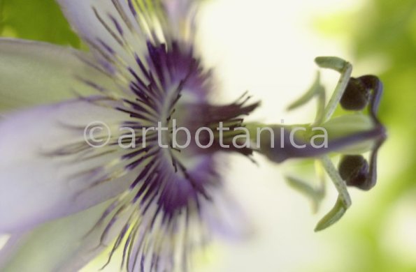 Passionsblume-Passiflora-incarnata-23