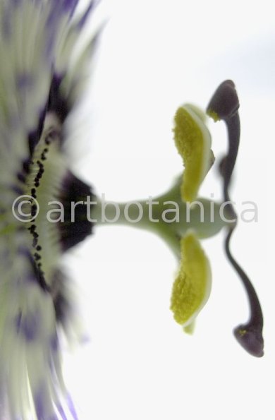Passionsblume-Passiflora-incarnata-38