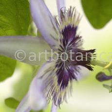 Passionsblume-Passiflora-incarnata-28