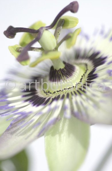 Passionsblume-Passiflora-incarnata-42