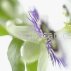 Passionsblume-Passiflora-incarnata-74