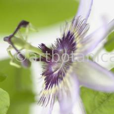 Passionsblume-Passiflora-incarnata-13
