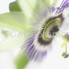 Passionsblume-Passiflora-incarnata-84