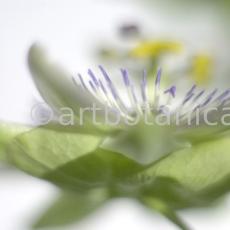 Passionsblume-Passiflora-incarnata-37
