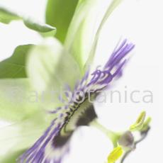 Passionsblume-Passiflora-incarnata-86