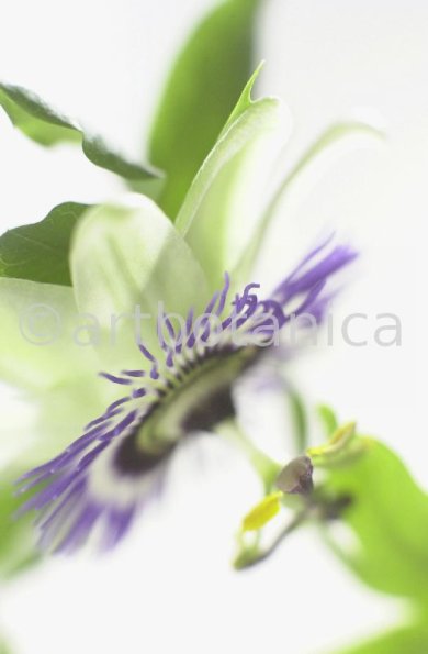 Passionsblume-Passiflora-incarnata-48