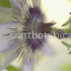 Passionsblume-Passiflora-incarnata-26