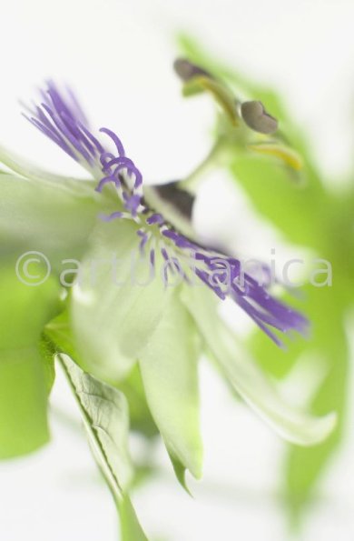 Passionsblume-Passiflora-incarnata-5
