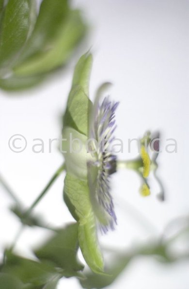 Passionsblume-Passiflora-incarnata-36