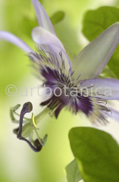 Passionsblume-Passiflora-incarnata-29