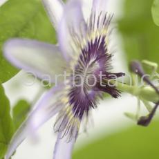 Passionsblume-Passiflora-incarnata-12