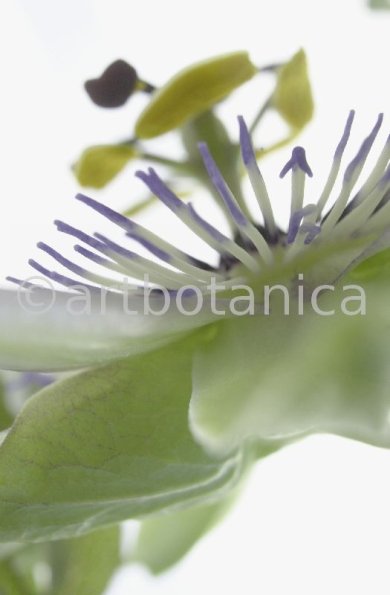 Passionsblume-Passiflora-incarnata-44