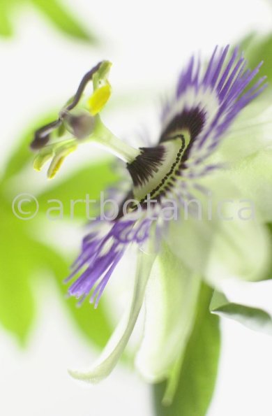 Passionsblume-Passiflora-incarnata-3