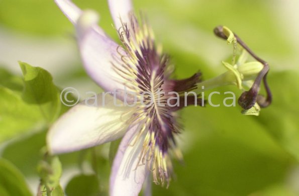 Passionsblume-Passiflora-incarnata-20