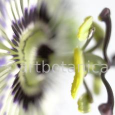 Passionsblume-Passiflora-incarnata-39