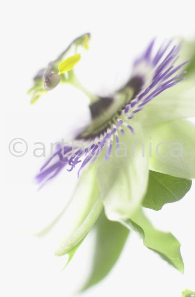 Passionsblume-Passiflora-incarnata-87