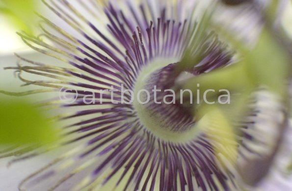 Passionsblume-Passiflora-incarnata-27
